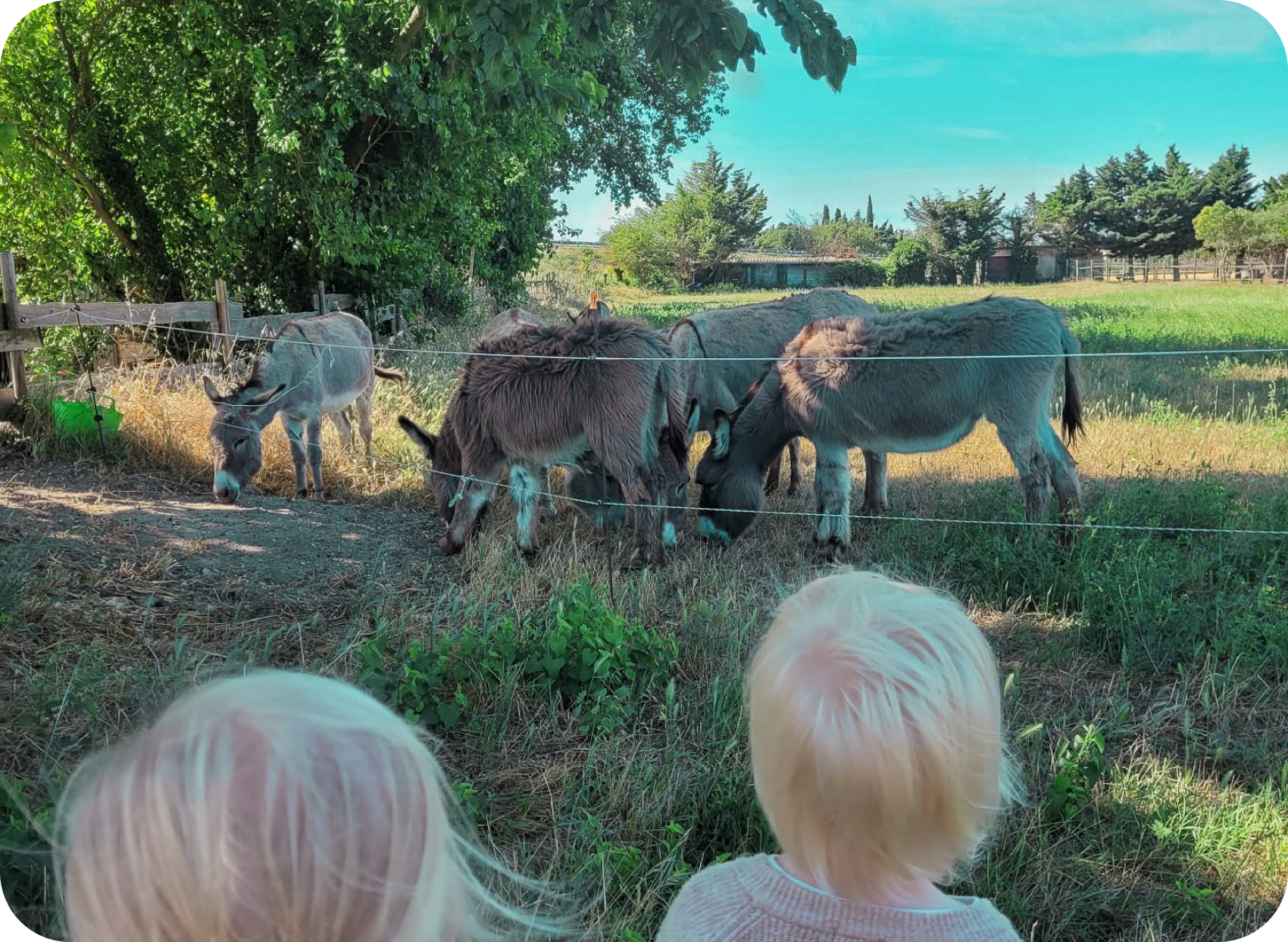 jmicro creche avec des animaux